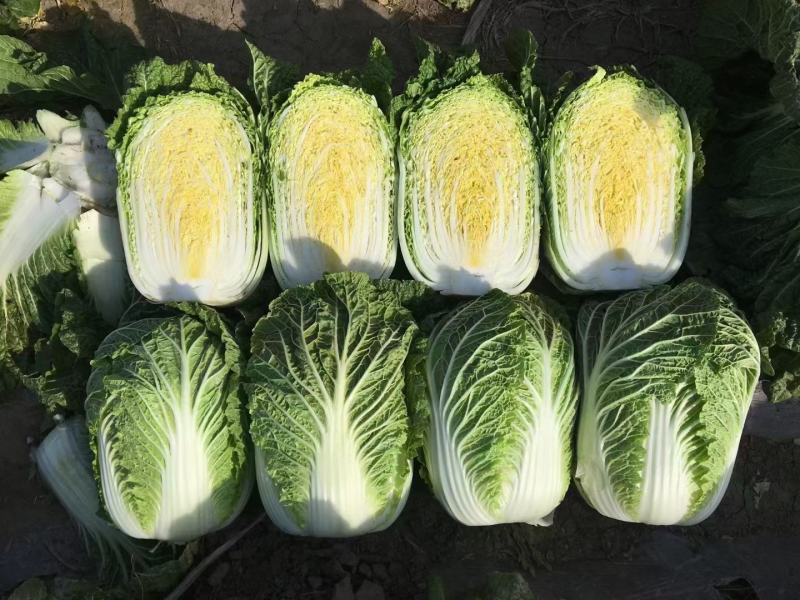 黄芯白菜-辽宁产区-大量供货-专业代办代发团队