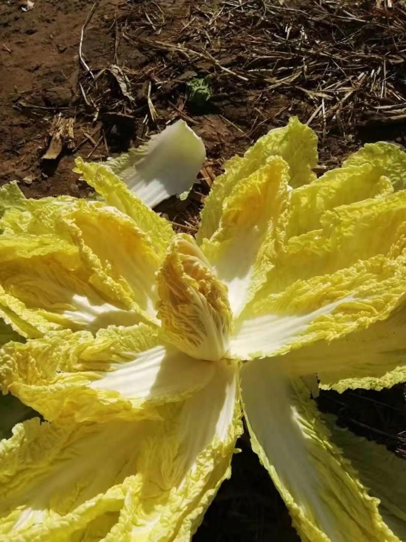 黄芯白菜-辽宁产区-大量供货-专业代办代发团队