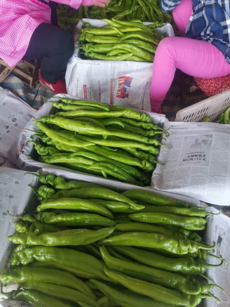 [热卖]辽宁锦州鲜辣椒尖椒产地直发全国发货
