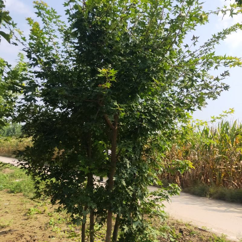 山东省郓城县财林苗，欢迎你的光临，20--80公分五角枫