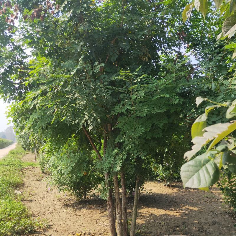 山东省郓城县财林苗，欢迎你的光临，20--80公分五角枫
