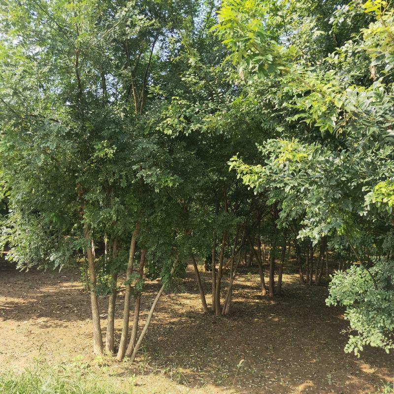 山东省郓城县财林苗，欢迎你的光临，20--80公分五角枫