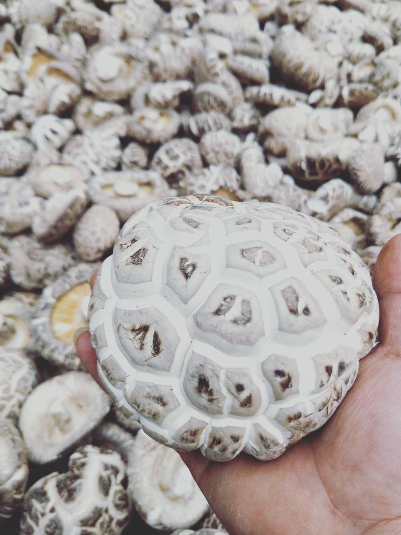 白花菇冬菇特级肉厚菇白，湖北随州原产地精选货源批零兼营