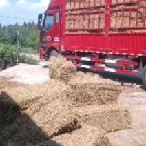年9月13日，小方梱稻草大量上市。