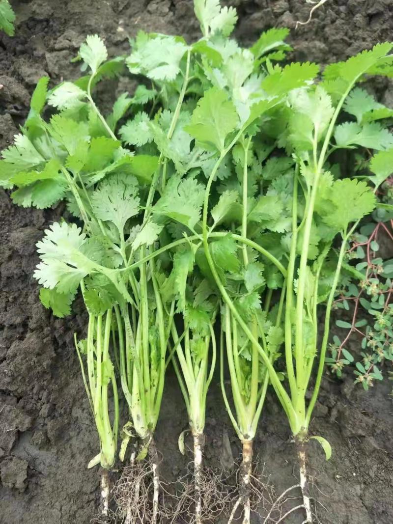 精品暖室香菜大量上市对接棚户费用低