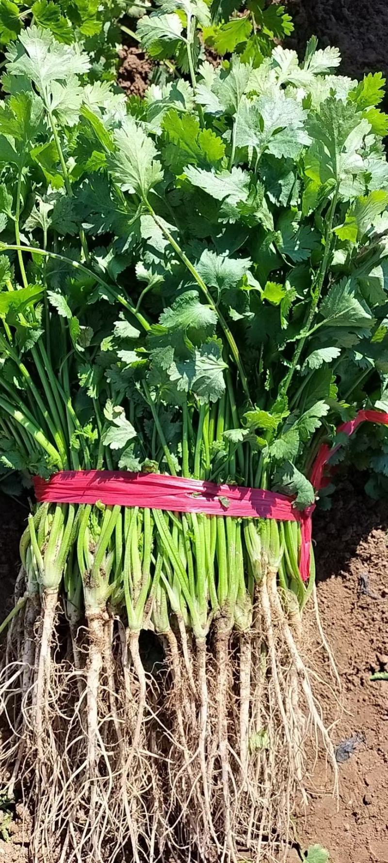 精品暖室香菜大量上市对接棚户费用低