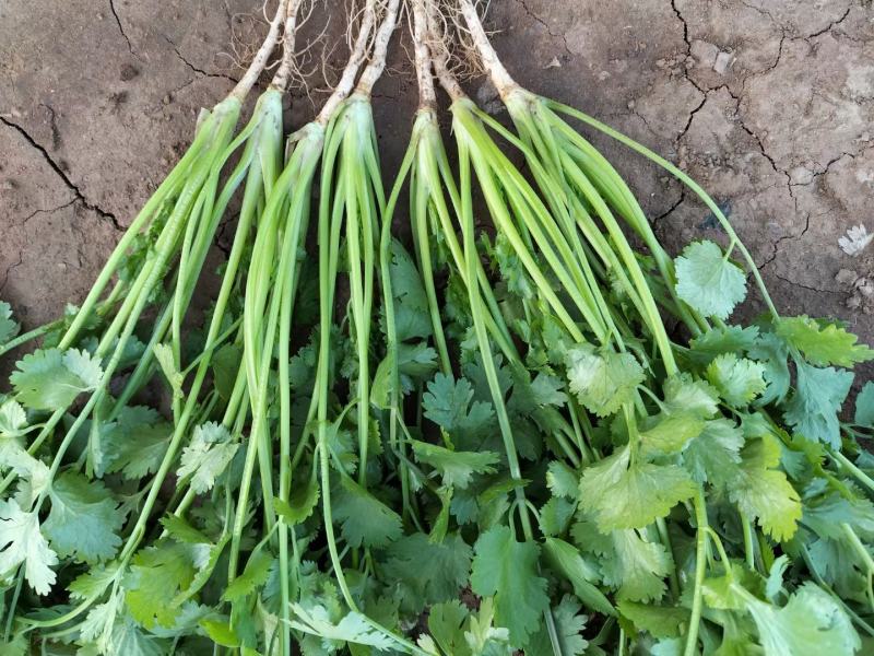 精品暖室香菜大量上市对接棚户费用低