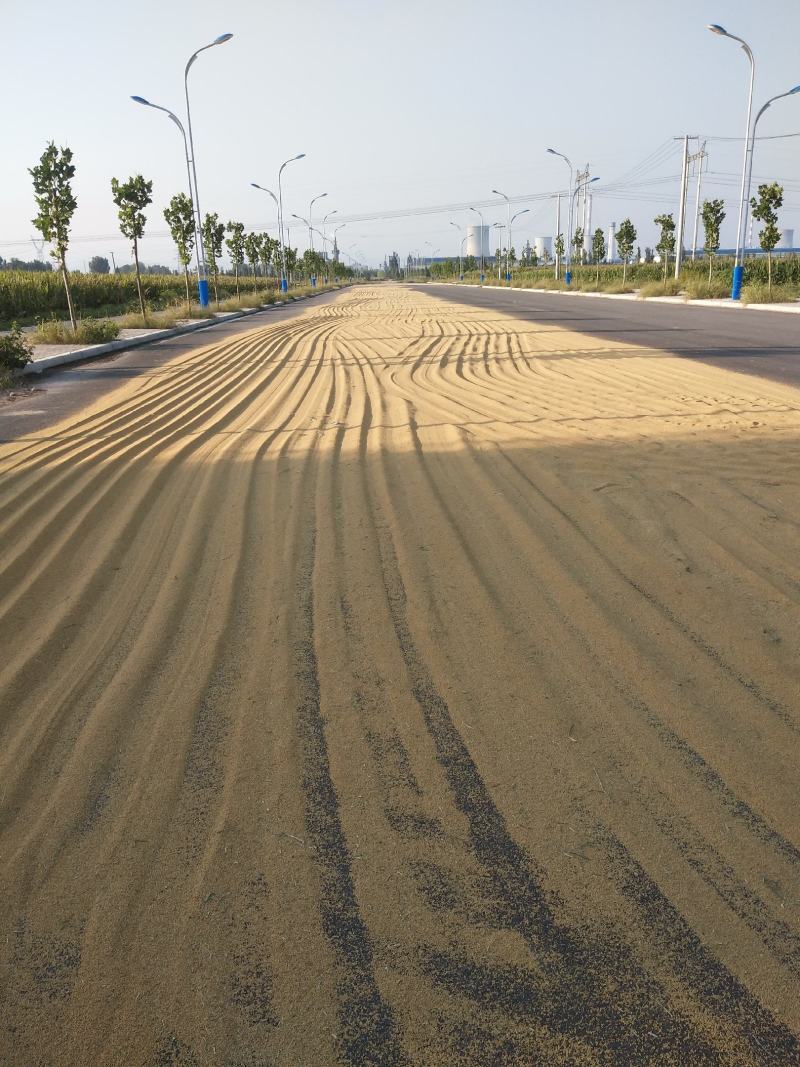 谷子，基地种植，散装上车，冀谷系列，张杂谷，田粟