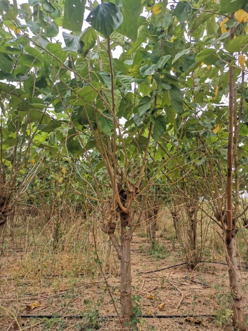 果桑苗，6公分果桑树，8公分桑葚树基地
