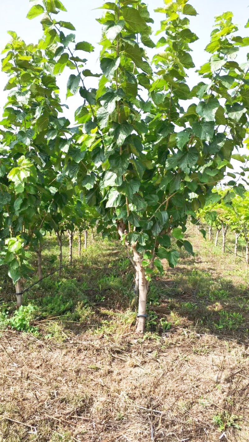 果桑苗，6公分果桑树，8公分桑葚树基地