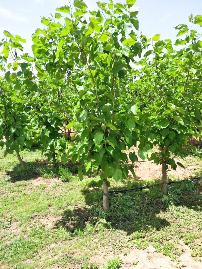 果桑苗，6公分果桑树，8公分桑葚树基地