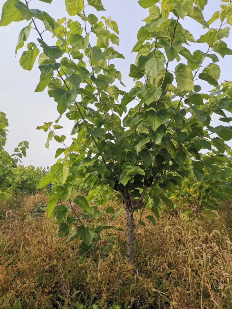 果桑苗，6公分果桑树，8公分桑葚树基地
