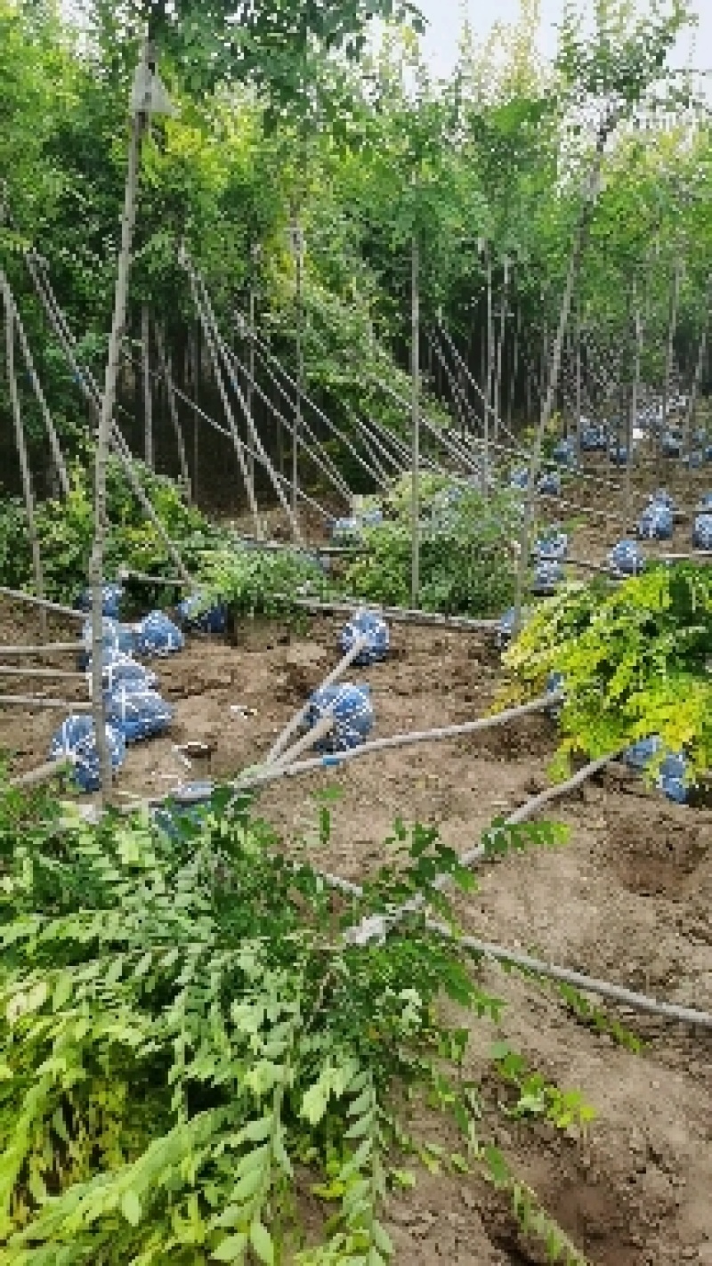 河北3公分矮杆金枝槐4公分矮杆金枝槐5公分矮杆金枝槐