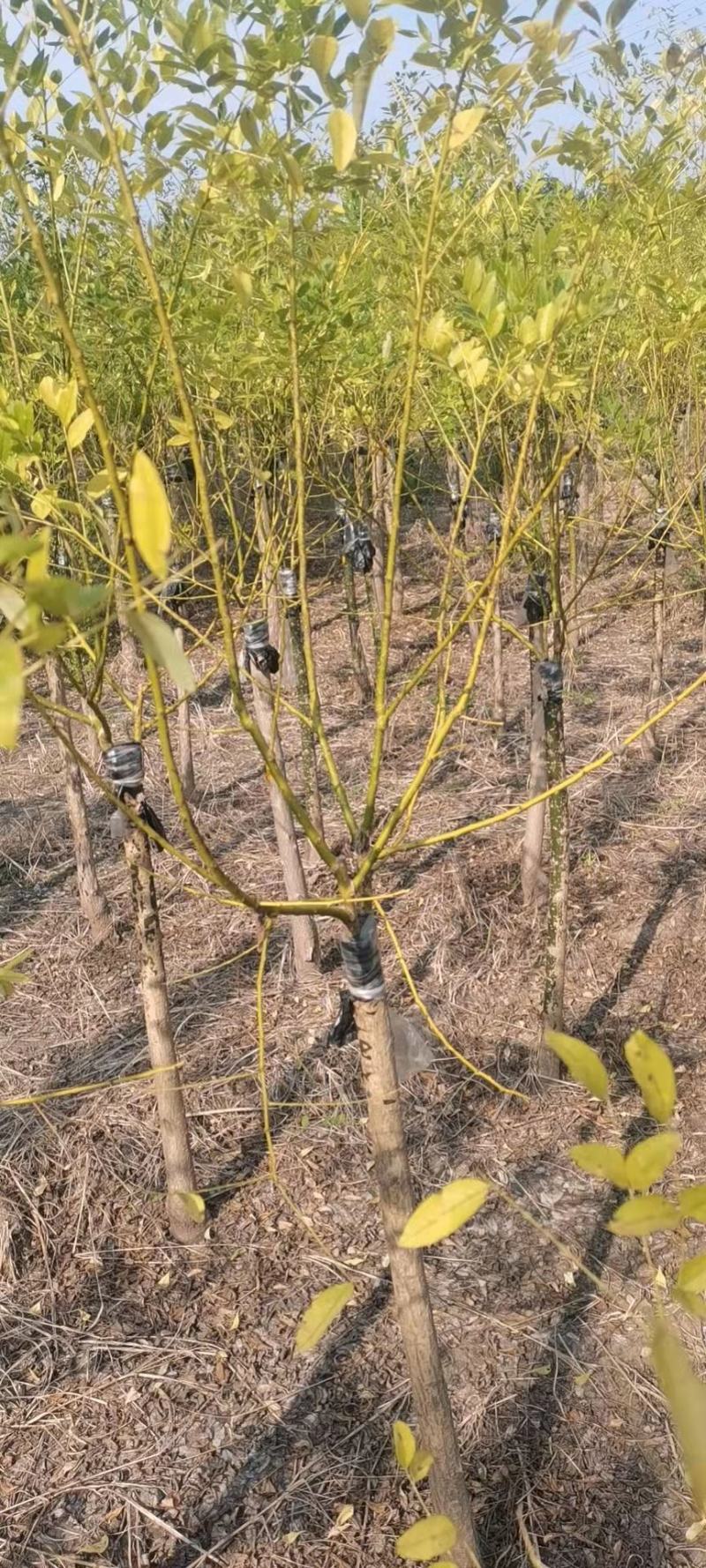 河北3公分矮杆金枝槐4公分矮杆金枝槐5公分矮杆金枝槐