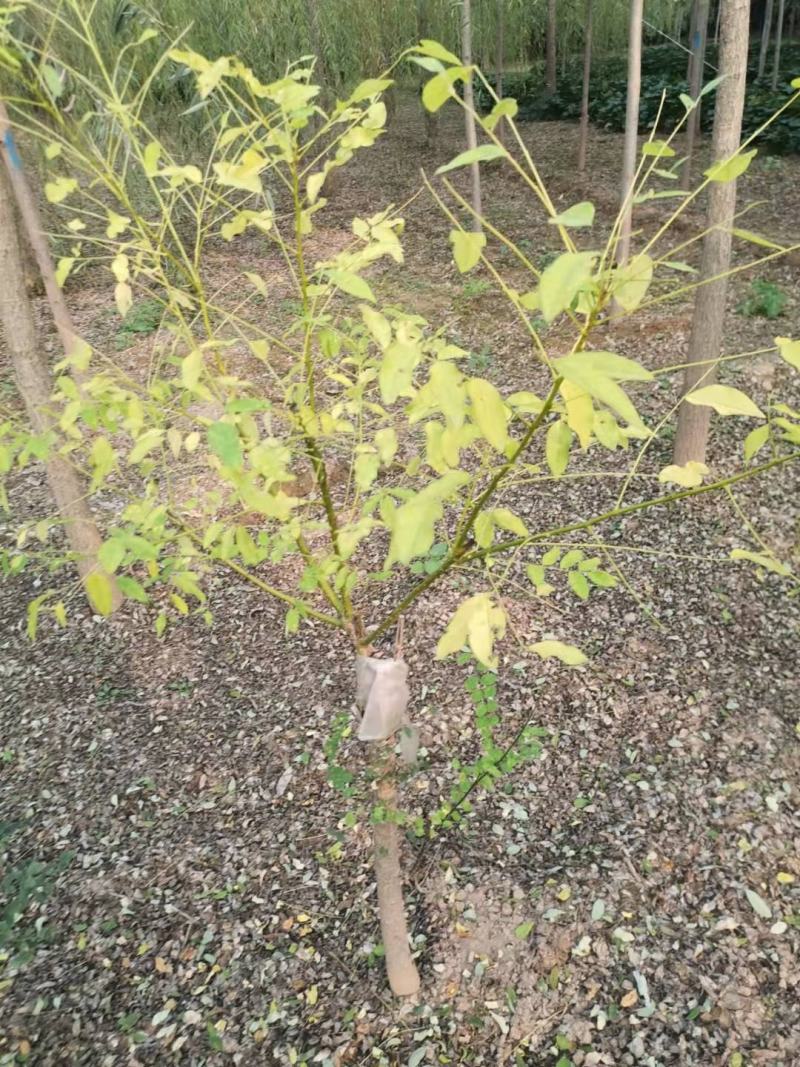 河北3公分矮杆金枝槐4公分矮杆金枝槐5公分矮杆金枝槐