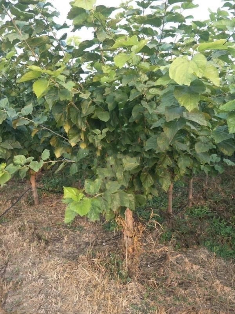 果桑苗，6公分果桑树，8公分桑葚树基地