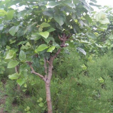果桑苗，6公分果桑树，8公分桑葚树基地