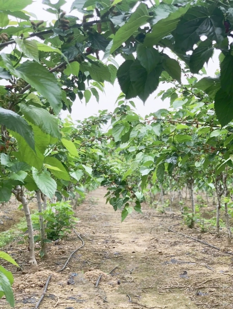 果桑苗，6公分果桑树，8公分桑葚树基地
