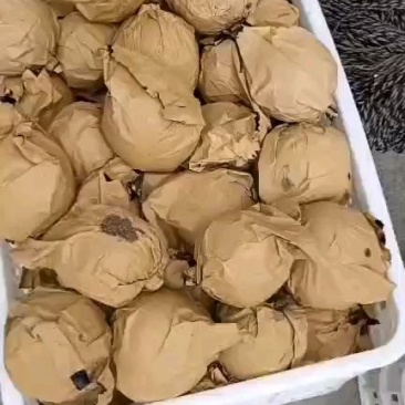 泌阳县梨