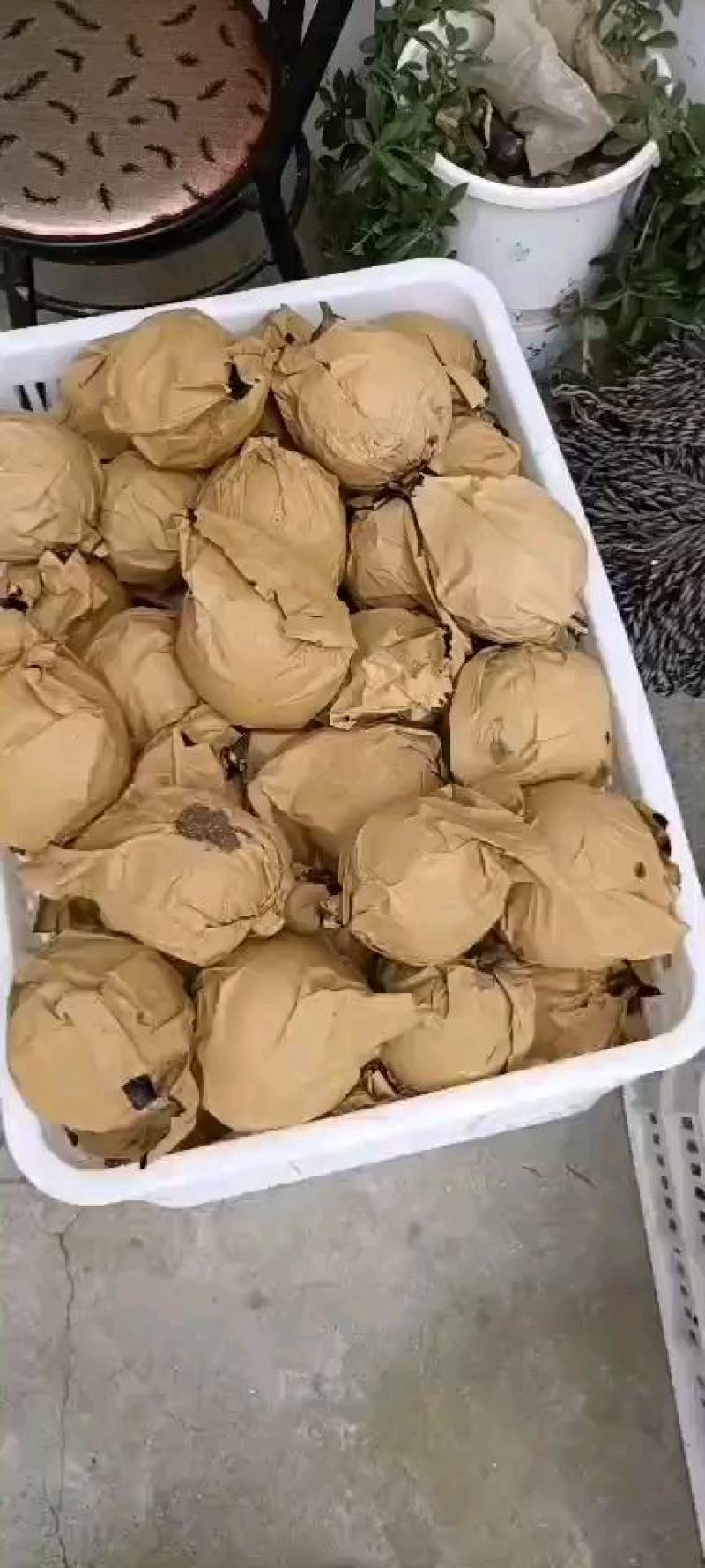 泌阳县梨