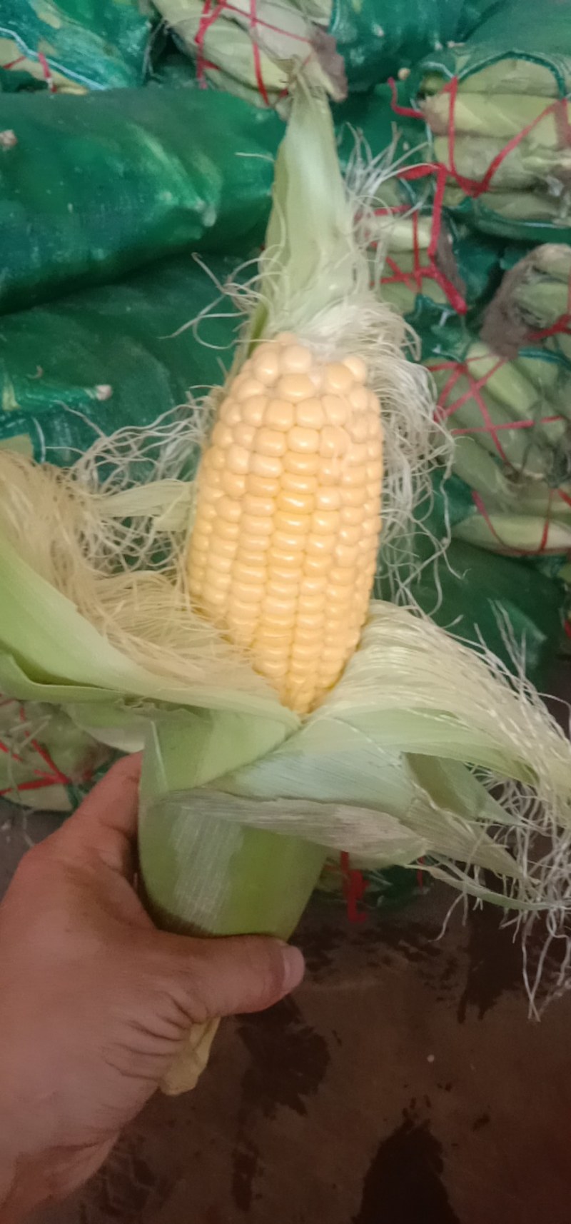 玉米