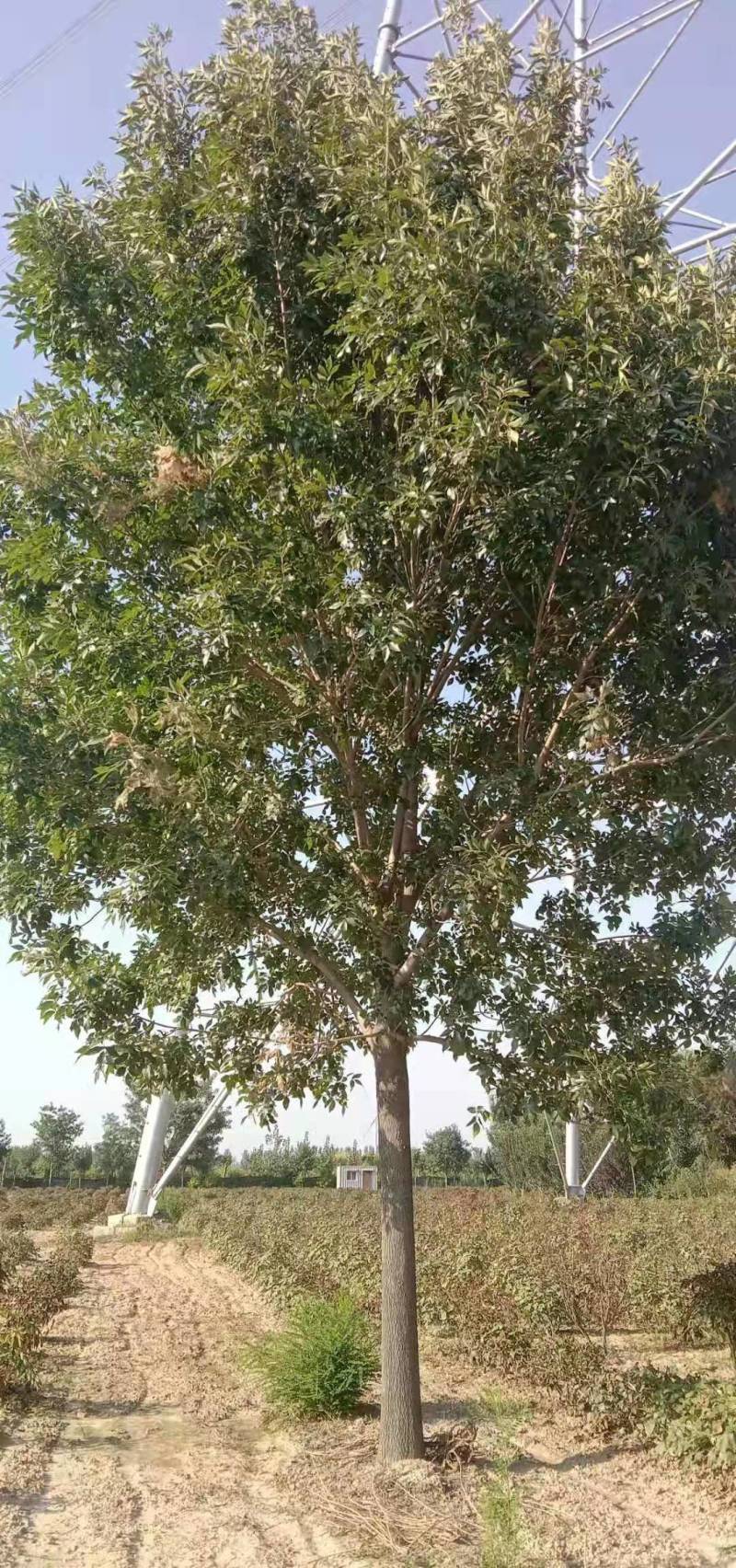 精品白蜡适应地产，行道树，湿地公园。