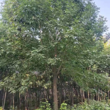 精品白蜡适应地产，行道树，湿地公园。