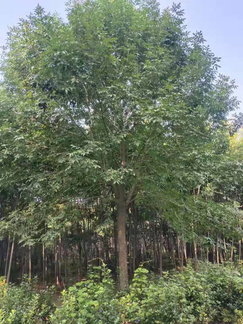 精品白蜡适应地产，行道树，湿地公园。