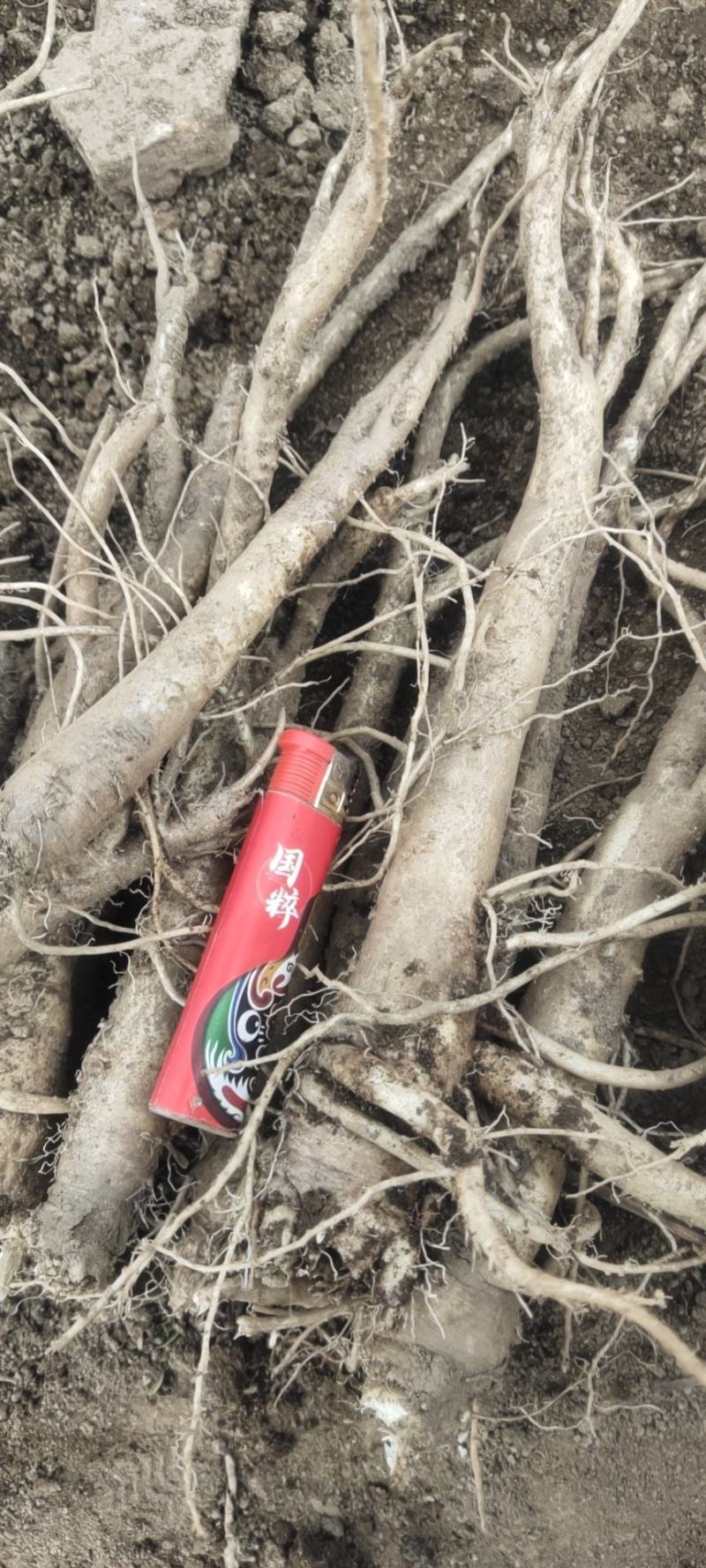 辽宁省丹东市宽甸干桔梗