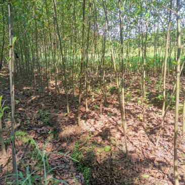 江南桤木小苗，1-2-3-4-5公分江南桤木，优质造林，
