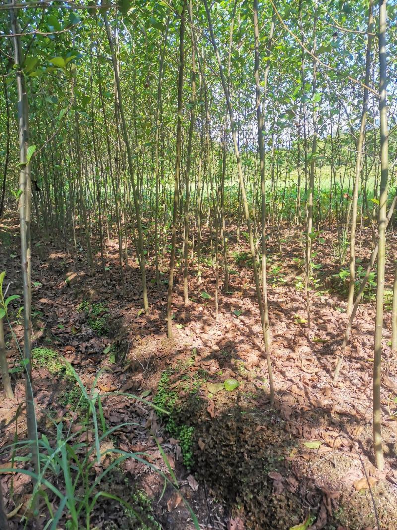 江南桤木小苗，1-2-3-4-5公分江南桤木，优质造林，