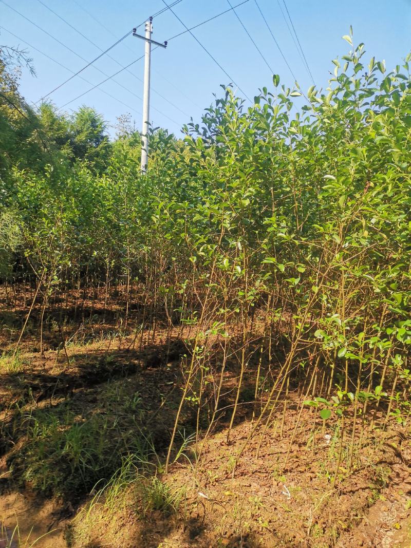 江南桤木小苗，1-2-3-4-5公分江南桤木，优质造林，