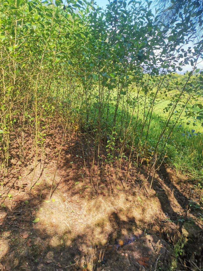 江南桤木小苗，1-2-3-4-5公分江南桤木，优质造林，