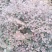红花继木球，冠幅80-120半精品球，基地主营树种