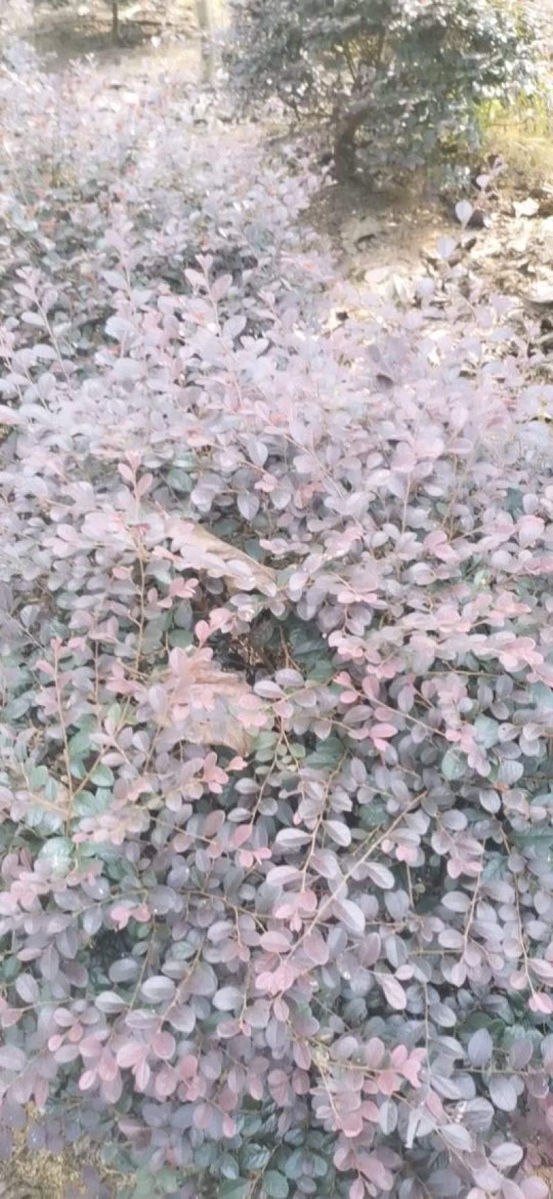 红花继木球，冠幅80-120半精品球，基地主营树种