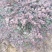 红花继木球，冠幅80-120半精品球，基地主营树种
