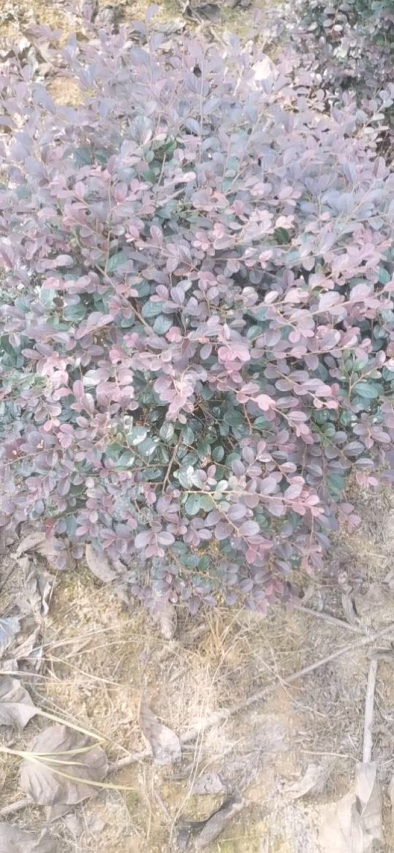 红花继木球，冠幅80-120半精品球，基地主营树种