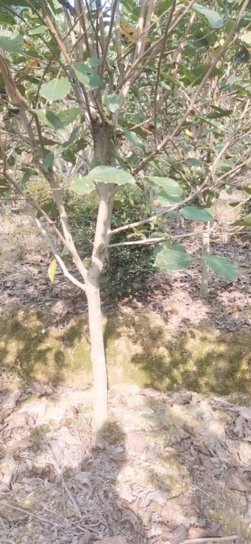 红花继木球，冠幅80-120半精品球，基地主营树种