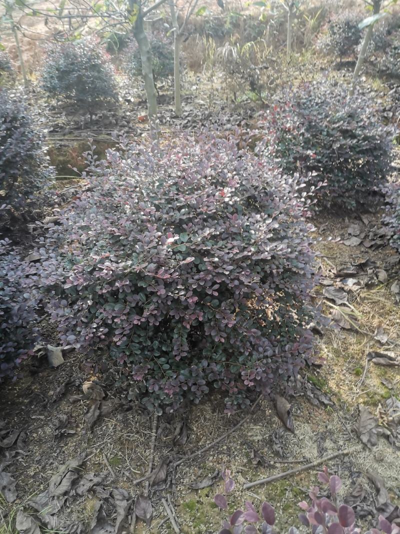 红花继木球，冠幅80-120半精品球，基地主营树种