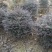 红花继木球，冠幅80-120半精品球，基地主营树种