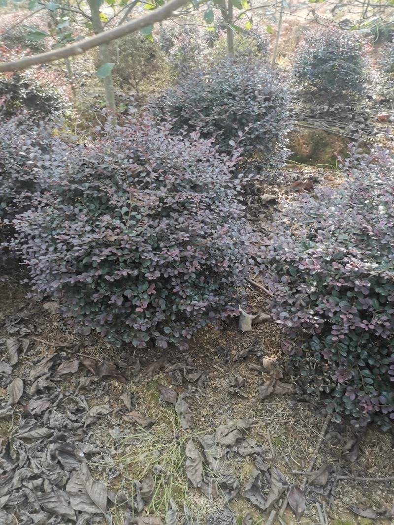 红花继木球，冠幅80-120半精品球，基地主营树种
