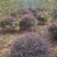 红花继木球，冠幅80-120半精品球，基地主营树种