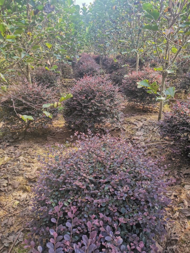 红花继木球，冠幅80-120半精品球，基地主营树种