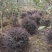 红花继木球，冠幅80-120半精品球，基地主营树种
