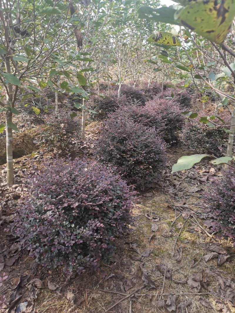 红花继木球，冠幅80-120半精品球，基地主营树种