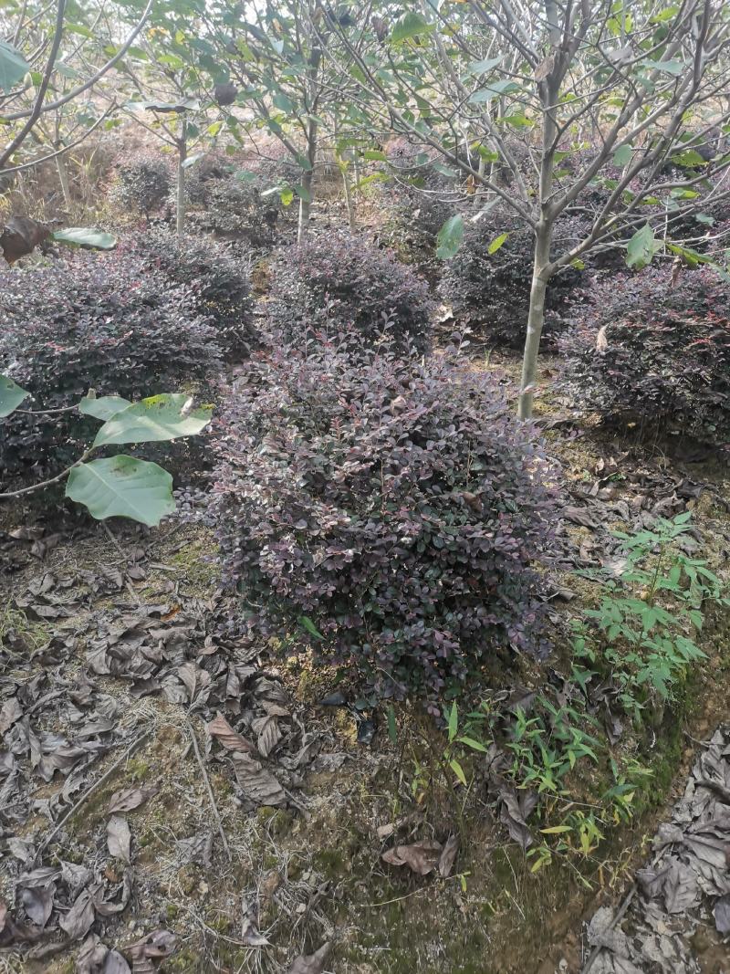 红花继木球，冠幅80-120半精品球，基地主营树种