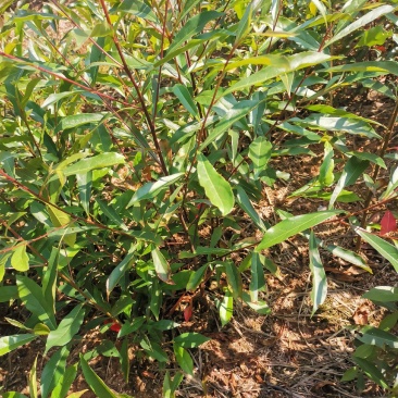 杜英小苗，基地主营树种，造林小苗，优质一级苗，一年生杜英