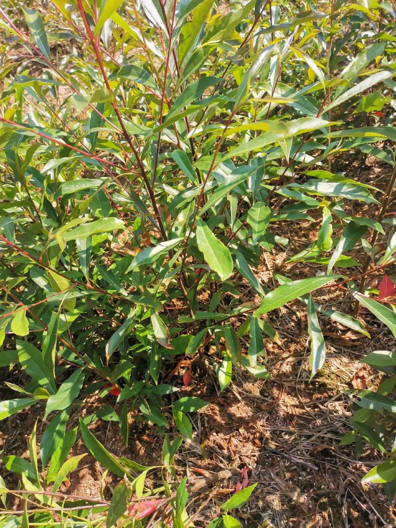 杜英小苗，基地主营树种，造林小苗，优质一级苗，一年生杜英