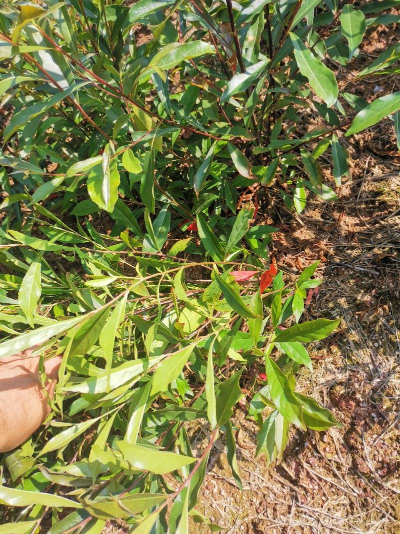 杜英小苗，基地主营树种，造林小苗，优质一级苗，一年生杜英