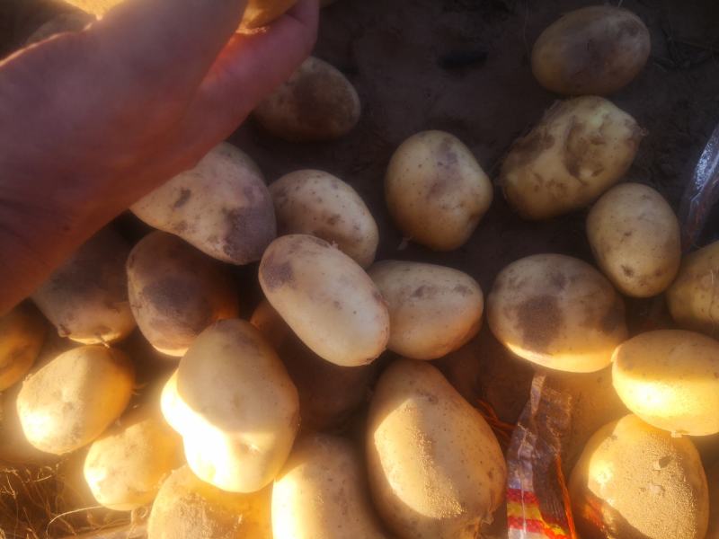 陕北沙漠土豆V7产地直发一手货源质量保证欢迎订购